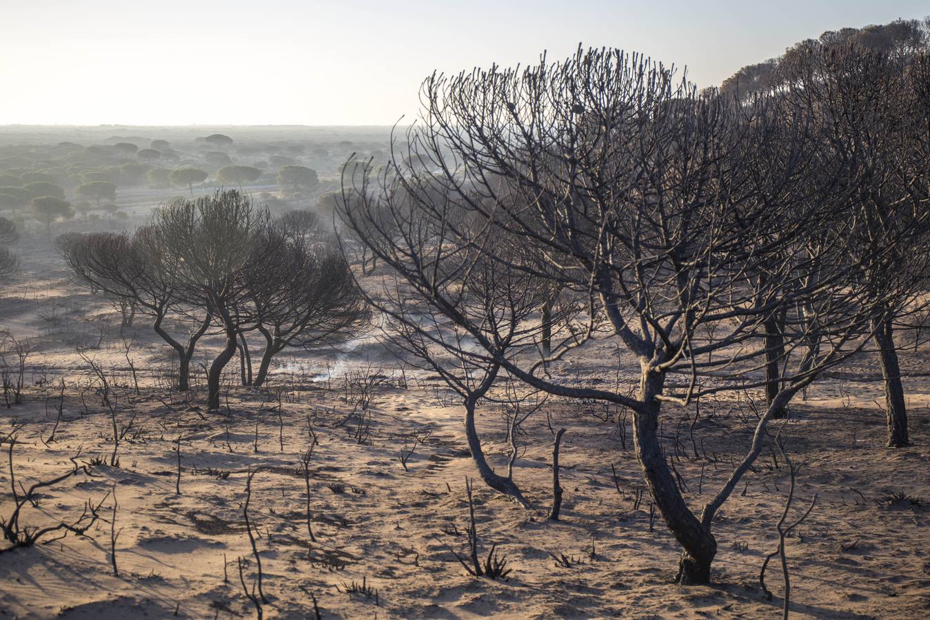 Doñana, un año después del incendio que devastó el entorno del Parque Nacional